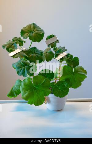 Pflanze für Photosynthese-Experimente im Gymnasium. Stockfoto