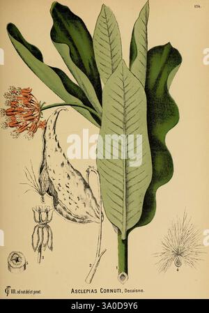 Amerikanisch, medizinisch, Pflanzen, New York, Boericke & Tafel, c1887, Botanik, medizinisch, USA, Asclepias syriaca, medizinische Botanik, Eine botanische Illustration der Asclepias Cornuti, allgemein bekannt als das gehörnte Milchweed. Die Abbildung zeigt eine detaillierte Ansicht der langen, breiten Blätter der Pflanze, die vertikal positioniert sind. Oben ist eine Gruppe leuchtender orangefarbener und gelber Blumen hervorgehoben, die ihre komplizierte Blütenblattstruktur verdeutlichen. An der Seite ist die Samenkapsel der Pflanze dargestellt, die ihre charakteristische hornartige Form zeigt, die zu ihrem gemeinsamen Namen beiträgt. Zusatz Stockfoto
