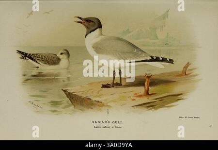 Farbige Figuren der Vögel der Britischen Inseln, herausgegeben von Lord Lilford. London, R. H. Porter, 1885-1897, Großbritannien, Birds, Xeme, Sabine's Möwe, Bildwerke, Xema sabini, Gabelschwanzmöwe, Museum of Comparative Zoology., die Szene zeigt eine Darstellung von Sabines Möwe, wissenschaftlich identifiziert als *Xema sabini*. Der Vogel wird in einer stehenden Position nahe dem Wasserrand dargestellt und zeigt seine charakteristischen Merkmale, wie einen schlanken Körper, einen kurzen Schwanz und einen sanft geschwungenen Schnabel. Das Gefieder zeigt eine Mischung aus Grau, weiß und dezenten Tönen, die die Eleganz seiner Form unterstreichen. Stockfoto