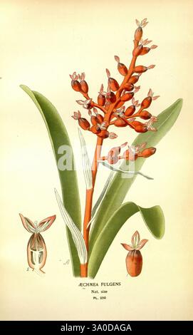 Lieblings-, Blumen-, Garten- und Greenhouse, London und New York, Frederick, Warne & Co, 1896-97, Frankreich, 19. Jahrhundert, Icones, Blumenzucht, Chromolithographie, Pflanzen, Zierpflanzen, eine Illustration der Pflanze *Aechmea fulgens*, die ihren leuchtenden roten Blütenstachel mit zahlreichen kleinen Blüten zeigt. Die detaillierte Darstellung zeigt längliche grüne Blätter an der Basis, die eine kontrastreiche Kulisse für das helle Blumenarrangement bilden. Zusätzlich gibt es kleinere Abbildungen der einzelnen Bestandteile der Pflanze, die die Struktur der Blüten und Früchte hervorheben. Die Gesamtvorgabe Stockfoto