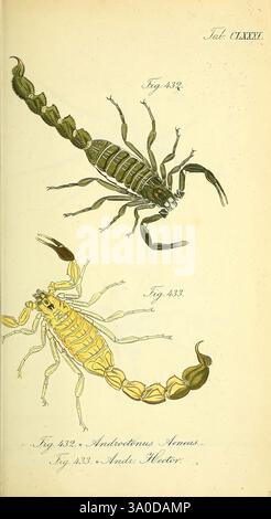 Die Arachniden, Nürnberg, in der C. H. Zeh'schen Buchhandlung, 1831–1848, Arachnida, zeigt die Abbildung zwei unterschiedliche Arten von Skorpionen, die ihre einzigartigen anatomischen Merkmale zeigen. Die obere Abbildung mit der Bezeichnung „Abb. 432: Androctonus Americus“ präsentiert einen Skorpion, der sich durch seinen langgestreckten, segmentierten Körper und die markanten Zangen auszeichnet und sein beeindruckendes Aussehen unterstreicht. Die untere Abbildung mit der Bezeichnung „Fig. 433: Andro Hector“ zeigt eine andere Spezies mit einem schlankeren Bau und einer helleren Färbung. Beide Illustrationen betonen die Details ihrer Exoskelette und das Besondere Stockfoto
