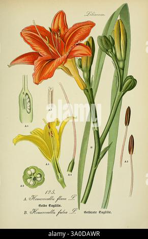 Flora von Deutschland, Österreich und der Schweiz, Gera, Zezschwitz, 1903-, Pflanzen, Deutschland, Österreich, Schweiz, Floras, Hemerocallis lilioasphodelus, Hemerocallis fulva, diese Illustration zeigt zwei Sorten der Hemerocallis-Blüte, die allgemein als Taglilien bekannt sind. Auf der linken Seite ist die leuchtende orange Blüte von Hemerocallis flava zu sehen, begleitet von einer detaillierten Darstellung seiner Fortpflanzungsteile und der Samenstruktur. Auf der rechten Seite ist Hemerocallis fulva mit seinen Knospen und Blättern dargestellt, die die elegante Form der Pflanze betonen. Die Komposition hebt die komplizierten Details jedes Flusses hervor Stockfoto