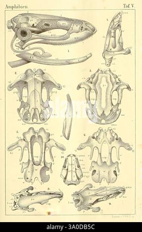 Die Klassen und Ordnungen des Thier-Reichs, Leipzig, C. F. Winter, 1859-1901, Woodshole, diese Illustration zeigt eine detaillierte Untersuchung von amphibischen Skelettstrukturen und zeigt verschiedene Perspektiven und anatomische Merkmale. Oben links wird eine komplizierte Ansicht eines Schädels neben mehreren anderen Skelettelementen mit den Bezeichnungen A bis I angezeigt. Die Anordnung hebt die anatomische Vielfalt der Amphibien hervor und betont die einzigartigen Formen und Konfigurationen von Schädeln, Wirbeln und anderen Knochen. Jeder beschriftete Abschnitt bietet Einblicke in die Skelettmorphologie und ermöglicht so eine tiefere Untersuchung Stockfoto
