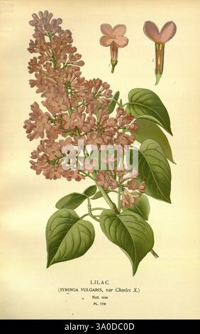 Lieblingsblumen von Garten und Gewächshaus, London und New York, Frederick warne & Co, 1896-97, Frankreich, 19. Jahrhundert, Ikonen, Blumenzucht, Chromolithographie, Pflanzen ornamental, Syringa vulgaris, Eine wunderschön detaillierte botanische Illustration eines Flieders (Syringa vulgaris, var. Charles X). Die Komposition zeigt Gruppen von zarten, blassrosa Blüten, die in verschiedenen Stadien der Blüte dargestellt werden, mit ihren komplizierten Blütenblättern und dezenten Schattierungen. Saftig grüne Blätter mit hervorstehenden Adern bilden einen starken Kontrast zu den floralen Elementen, während die dazugehörigen Blütenknospen auf die Pl hinweisen Stockfoto