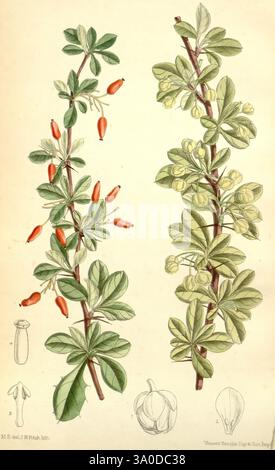 Curtis's Botanical Magazine London New York Botanical Illustration Botany Periodicals Pictorial Works Plants Ornamental Matilda Smith Women in Science zeigt diese Illustration eine detaillierte botanische Darstellung einer Pflanze mit schlanken Zweigen, die mit leuchtend roten Beeren verziert sind. Neben den Beeren weisen zarte Blätter einen üppigen grünen Farbton auf, der das Laub der Pflanze unterstreicht. Die Komposition enthält eine Darstellung der Blüten der Pflanze in verschiedenen Stadien, die Blüten- und Knospungsphasen reflektieren. Zusätzlich zeigt der untere Abschnitt detaillierte Zeichnungen von floralen Strukturen, die Th zeigen Stockfoto