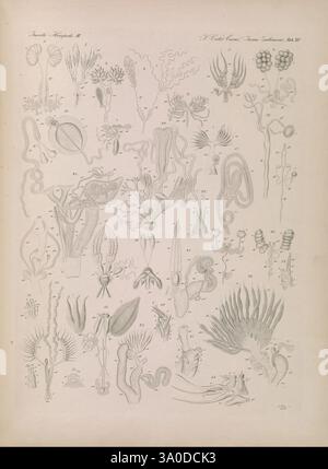 Icones zootomicae, Leipzig, W. Engelmann, 1857, Atlanten, Anatomy, Comparative, Eine Sammlung komplizierter botanischer Illustrationen, die eine Vielzahl von Algen und Wasserpflanzen darstellen. Jedes Exemplar ist akribisch detailliert und zeigt einzigartige Formen und Strukturen, von filigranen Fronds bis hin zu komplexeren Formen. Die Abbildungen sind nummeriert und enthalten Anmerkungen, die auf bestimmte Merkmale oder Klassifizierungen hinweisen können. Das Array zeigt eine vielfältige Darstellung der Meeresflora und unterstreicht die ästhetische und wissenschaftliche Bedeutung jeder Art für die Erforschung der Botanik und der Meeresflora Stockfoto