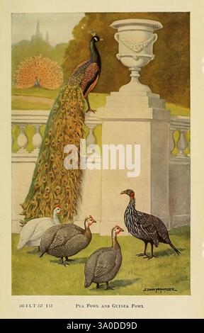 The Macmillan Company 1921 Pavo Cristatus Numida meleagris UMass Amherst Libraries, Ein prächtiger Pfau, steht stolz auf einem Steinvorsprung und zeigt sein lebendiges Gefieder, das wie ein bunter Wasserfall fällt. Im Vordergrund versammeln sich mehrere Perlhühner neben einem dekorativen Gartengeländer, deren charakteristische Punktfedern sich wunderbar mit dem schillernden Pfau abheben. Der Hintergrund zeigt eine üppige Gartenszene mit einer sanft verschwommenen Darstellung von Laub und ornamentalen Elementen, einschließlich einer eleganten Urne mit komplizierten Details. Die COMPO Stockfoto