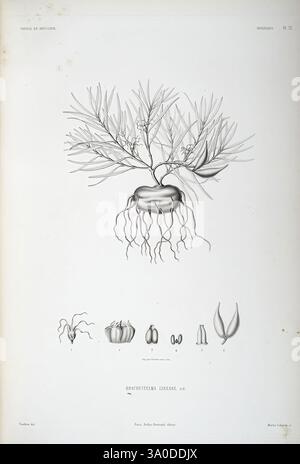 Tentamen, Florae, Abessinicae, Parisiis, Arthus, Bertrand, 1847–1851, zeigt die Abbildung eine detaillierte botanische Darstellung einer Pflanzenart, die ihre eigene Struktur zeigt. Im Mittelpunkt stehen die grünen Zweige der Pflanze, die mit kleinen, komplizierten Blüten geschmückt sind. Unter der Hauptdarstellung zeigen mehrere anatomische Zeichnungen verschiedene Teile der Pflanze, einschließlich Früchte und Samen, und betonen die Vielfalt ihrer Fortpflanzungselemente. Die Gesamtzusammensetzung spiegelt die Eleganz und Komplexität der Pflanze wider, begleitet von Etiketten, die die einzelnen Komponenten kennzeichnen und die Pädagogik ergänzen Stockfoto