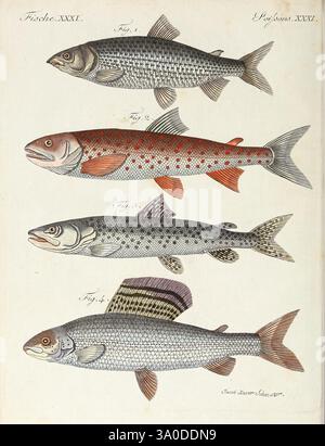 Porte-feuille Instruktif et amusant pour la jeunesse, à Vienne, Chez Antoine Pichler, 1807, Naturgeschichte, juvenile Works, Woods Hole, die Illustration zeigt eine Sammlung von vier verschiedenen Fischarten, jede sorgfältig detailliert und zur Identifizierung gekennzeichnet. Der Spitzenfisch, der sich durch seinen langgestreckten Körper und die gesprenkelte Oberfläche auszeichnet, präsentiert ein markantes Erscheinungsbild. Darunter zeigt der zweite Fisch leuchtende rote Flecken vor hellerem Hintergrund, die einen Farbtupfer verleihen. Das dritte Exemplar ist durch seine stromlinienförmige Form und dunklere Markierungen gekennzeichnet, die eine schlanke, aquatische Ele zeigen Stockfoto