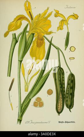 Flora von Deutschland, Österreich und der Schweiz, Gera, Zezschwitz, 1903, Pflanzen, Deutschland, Österreich, Schweiz, Flora, Iris pseudacorus., eine botanische Illustration mit der Iris pseudacorus, allgemein bekannt als die gelbe Fahne Iris. Das Bild zeigt die charakteristischen gelben Blüten der Blume, zusammen mit beschrifteten schematischen Darstellungen ihrer Struktur. Begleitende Elemente umfassen detaillierte Darstellungen des Laubs, der Samenkapseln und der Samen der Pflanze, die einen umfassenden Überblick über ihre Fortpflanzungseigenschaften bieten. Diese Illustration unterstreicht sowohl die Schönheit als auch die Komplexität der Art, Highl Stockfoto