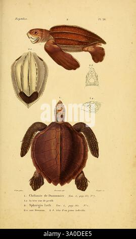 Erpétologie générale, ou, Histoire naturelle complète des reptiles Paris, Roret, 1834-1854, Amphibien, Herpetologie, Reptilien, Jean Gabriel Prêtre, die Illustration zeigt verschiedene Darstellungen einer Schildkrötenart, die ihre ausgeprägte Schalenstruktur und anatomische Details zeigt. Der obere Abschnitt zeigt eine dorsale Ansicht der Schildkrötenschale und hebt deren Grate und Textur hervor. Unten zeigt eine Seitenansicht die vollständige Form der Schildkröte, einschließlich ihrer Gliedmaßen und ihres Kopfes, und betont die einzigartige Farbe und Muster auf ihrer Schale. Zusätzlich gibt es detaillierte Skizzen von Gesichtszügen und der UNE Stockfoto