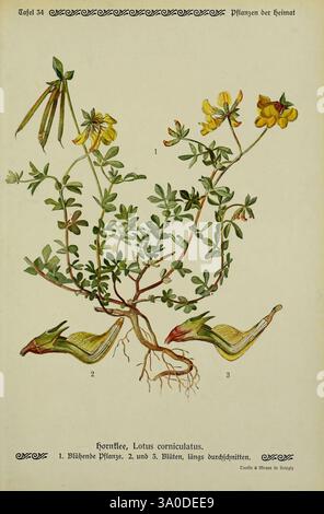 Pflanzen der Heimat Leipzig, Quelle und Meyer, 1913, Deutschland, Bildwerke, Pflanzen, der New York Botanical Garden, Lotus corniculatus, die Illustration zeigt den Lotus corniculatus, allgemein bekannt als gehörnter Klee. Es zeigt eine detaillierte Darstellung der charakteristischen gelben Blüten und zusammengesetzten Blätter der Pflanze. Das Kunstwerk hebt die einzigartige Struktur seiner Wurzeln und Stämme hervor, mit nummerierten Beschriftungen, die verschiedene Teile der Pflanze anzeigen. Das Design betont die natürliche Schönheit und die botanische Genauigkeit und bietet eine informative Darstellung dieser blühenden Art, die für Thri bekannt ist Stockfoto