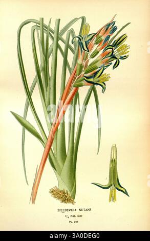 Favorite Flowers Garden Greenhouse London New York Frederick Warne Co 1896-97 Frankreich 19. Jahrhundert Icons Floriculture Chromolithography Plants Ornamental zeigt die Billbergia Nutans, allgemein bekannt als die Queen's Tears Plant. Die Komposition zeigt eine Reihe von langen, bogenförmigen grünen Blättern, die eine auffällige Kulisse für die Blumendekoration bilden. In der Mitte tauchen leuchtende röhrenförmige Blüten auf, die einen Farbverlauf von Gelb und Blau bis hin zu roten Anklängen zeigen. Jede Blüte ist zart geformt und hebt die komplizierten Details ihrer Blütenblätter hervor. Zusätzliche Elemente Stockfoto