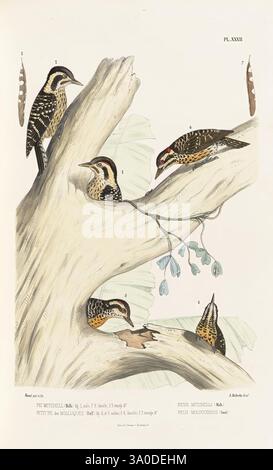 Monographie des picidés, ou Histoire naturelle des picidés, picumninés, yuncinés ou Torcols, Metz, Typ. De J. Verronnais, 1861-62, Vögel, Picidae, Bildwerke, Dendrocopos moluccensis, Dendrocopos canicapillus, Picus moluccensis, Dendrocopos nanus, die Szene zeigt eine komplexe Darstellung einer Gruppe von Spechten, die auf einem knorrigen Baumzweig positioniert sind. Jeder Vogel weist unterschiedliche Markierungen und Federmuster auf, die ihre lebendigen und einzigartigen Eigenschaften hervorheben. Die Komposition umfasst eine Vielzahl von Spechtarten, die ihre unterschiedlichen Haltungen und Wechselwirkungen demonstrieren. Umgebung Stockfoto