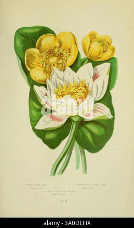 Die blühenden Pflanzen, Gräser, Seggen und Farne Großbritanniens. London, F. Warne, 1905, Floras, Großbritannien, Pflanzen, Anne Pratt, Frauen in der Wissenschaft, nybg-Tagging, Nymphaea alba, Nuphar lutea, Nuphar pumila, weiße Seerose, gewöhnliche gelbe Seerose, wenig gelbe Seerose, die Illustration zeigt eine schöne Komposition von zwei verschiedenen Seerosen. Auf der linken Seite blüht die elegante weiße Seerose mit ihrer zarten, mehrblättrigen Blüte, die ein leuchtendes gelbes Zentrum zeigt. Daneben zeichnet sich die gelbe Seerose durch ihre markanten goldgelben Blüten aus, umgeben von breiten, gr Stockfoto