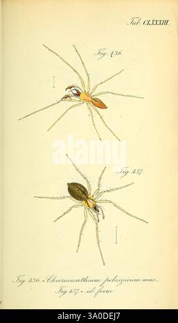 Die Arachniden, Nürnberg, in der C. H. Zeh'schen Buchhandlung, 1831-1848 Arthropoda, Arachnida, Arthropoden, die Illustration zeigt zwei Arten von Spinnen, die alle sorgfältig detailliert sind, um ihre einzigartigen Eigenschaften hervorzuheben. Die erste Spinne, die mit Abb. 436 zeigt eine auffällige rötlich-braune Färbung mit langen Beinen und einer ausgeprägten Körperform. Seine Anatomie ist präzise gerendert und betont Merkmale wie die Anordnung der Augen und Markierungen auf dem Cephalothorax. Unten, Abb. 437 präsentiert eine zweite Spinne, die in Grün- und Schwarztönen deutlich eingefärbt ist. Dieses Exemplar zeigt einen Stockfoto