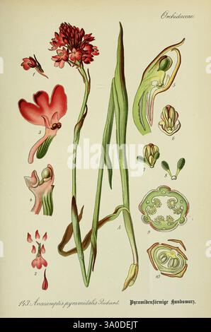 Flora von Deutschland, Österreich und der Schweiz Gera, Zezschwitz, 1903- Pflanzen, Deutschland, Österreich, Schweiz, Floras, Anacamptis pyramidalis, die Illustration zeigt eine detaillierte Studie der Blume Anacamptis pyramidalis, allgemein bekannt als Pyramidenorchidee. Die Hauptpflanze ist auf der linken Seite dargestellt, mit ihrem charakteristischen kegelförmigen Cluster kleiner, lebendiger Blüten auf einem schlanken Stamm. Diese zentrale Figur wird von verschiedenen botanischen Illustrationen begleitet, die einen genaueren Blick auf die verschiedenen floralen Teile bieten, einschließlich der Blumenstrukturen, einer Seitenansicht des Ovars und des Kreuzes Stockfoto