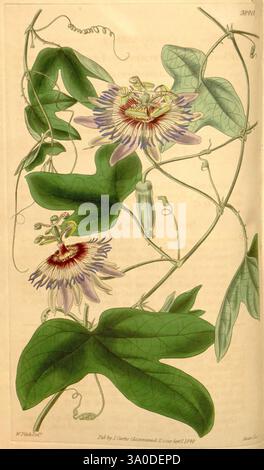 Curtis's Botanical Magazine London New York etc. Botanische Illustration Botanik Zeitschriften Bildwerke Pflanzen Zierpflanzen Curtis, Eine üppig grüne Weinrebe, Die sich anmutig um einen schlanken Stamm schmiegt und zarte Passionsblumen zeigt. Die Blüten sind mit raffinierten violetten und weißen Blüten versehen, die von einer zentralen Korona ausstrahlen. Kleine grüne Früchte hängen im Laub und deuten auf das Potenzial der Pflanze für neues Wachstum hin. Die Blätter sind breit und herzförmig, was einen auffälligen Kontrast zu den leuchtenden Blüten bildet. Diese Darstellung zeigt die Schönheit und Komplexität der Passionsblume, die sie einfängt Stockfoto