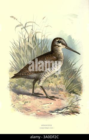 Bekannte Wildvögel, London, New York, Cassell, 1883, Vögel, Wörterbücher, Bildwerke, Scolopax rusticola, eurasischer Holzhahn, Ornithologie, Walters Waysland, Archibald Thorburn, Ein Holzhahn steht anmutig inmitten des grasbewachsenen Geländes und zeigt sein unverwechselbares Gefieder. Sein langer, schlanker Schnabel ist für die Nahrungssuche im Boden nach Insekten und Würmern geeignet, während sein großer, abgerundeter Körper und seine langen Beine seine einzigartige Silhouette hervorheben. Die komplizierten Muster auf den Federn fügen sich harmonisch in die natürliche Umgebung ein und sorgen für eine ausgezeichnete Tarnung. Der Hintergrund zeigt Grashalme und einen Stockfoto
