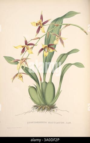Pescatorea, Bruxelles, M. Hayez, 1860, Orchidaceae, eine detaillierte botanische Illustration mit einer Reihe exotischer Orchideen, gekennzeichnet durch lange grüne Blätter und zarte, aufwendig gemusterte Blumen. Die Blüten zeigen eine Kombination aus gelben und tiefen kastanienbraunen Tönen mit einzigartigen Markierungen, die ihre dekorative Wirkung verstärken. Die Wurzeln entstehen aus einer Rosette und zeigen das üppige und gesunde Aussehen der Pflanze. Die Gesamtkomposition unterstreicht die Eleganz und Schönheit der Orchideenarten und betont ihre komplizierten Details und die natürliche Anmut. Stockfoto