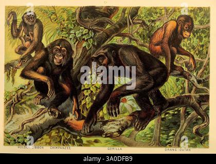 Johnsons Haushaltsbuch der Natur, New York, H.J. Johnson, 1880, Gorilla, Orang-Utan, Schimpansen, Säugetiere, Gibbon, Eine lebendige Szene in einem üppigen Dschungel, in der eine Gruppe von Affen zwischen den Ästen interagieren. Ein Affe hängt spielerisch an einem Ast, während andere an den Gliedmaßen positioniert sind und neugierig auf den Betrachter blicken. Ihre ausdrucksstarken Gesichter zeigen eine Reihe von Emotionen, von Neugier bis hin zu Verspieltheit. Das umliegende Laub ist reich und lebendig und bildet eine dynamische Kulisse, die den natürlichen Lebensraum dieser faszinierenden Primaten unterstreicht. Das Bild fängt das Wesen ihrer Sozia ein Stockfoto
