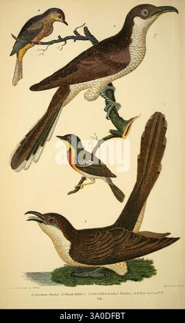 Amerikanische Ornithologie oder die Naturgeschichte der Vögel der Vereinigten Staaten, Petter & Galpin [187-]. Birds, United States, Palmenwurzel, Coccyzus americanus, Setophaga palmarum, nordparula, Setophaga americana, Gelbschnabelkuckucku, Coccyzus erythropthalmus, Schwarzschnabelkuckucku, das Bild zeigt eine detaillierte Abbildung von vier verschiedenen Vogelarten, die jeweils in eleganten Posen stehen oder dargestellt werden. Oben links ist ein kleiner singvogel mit einer Mischung aus Erdtönen und zarten Markierungen auf einem schlanken Zweig fein ausbalanciert. Gleich daneben befindet sich ein größerer Vogel, der durch einen markanten Schnabel und gekennzeichnet ist Stockfoto