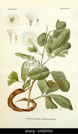Addisonia, New York, New York Botanical Garden, 1916-1964, Zeitschriften, Bildwerke, Pflanzen, USA, Blumenzeitschriften, Addison Brown Fund, Pflanzen der Neuen Welt, wissenschaftliche Blumenillustrationen, botanische Illustration, Pithecolobium guadalupense, Mimosa, diese Illustration zeigt eine botanische Studie von *Pithecolobium guadalupense* mit seinen zarten Blättern und der charakteristischen Schote. Das zentrale Pflanzendetail wird von beschrifteten Diagrammen seiner Blumenstruktur begleitet, einschließlich der Blütestadien und verschiedener Blumenteile, nummeriert für Klarheit. Die Leaves werden detailliert angezeigt, wobei die hervorgehoben wird Stockfoto