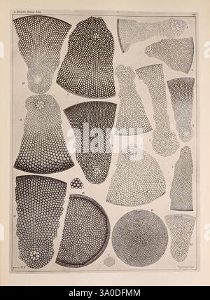 Atlas der Diatomaceen-Kunde, Leipzig, O.R. Reisland, 1874-19, Atlanten, Bacillariophyceae, diese Illustration zeigt eine Sammlung komplizierter geometrischer Formen, die verschiedene Muster und Texturen zeigen. Die Entwürfe bestehen aus einer Reihe miteinander verbundener sechseckiger und kreisförmiger Formen, die ihre symmetrische Anordnung betonen. Die Muster variieren in Größe und Komplexität, wobei einige Formationen natürlichen Elementen ähneln, während andere eher abstrakt und architektonisch wirken. Die Gesamtkomposition unterstreicht die Schönheit von Struktur und Symmetrie im Design und lädt die Zuschauer ein, die Beziehung zu erkunden Stockfoto