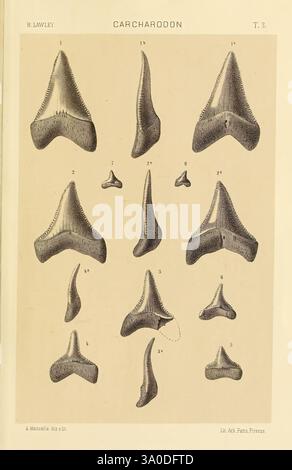 Studi comparativi sui pesci fossili coi viventi dei generi Carcharodon, Oxyrhina e Galeocerdo, Pisa, T. Nistri, 1881, Hai, Carcharodon, Galeocerdo, fossile Fische, fossile Haie, Fossiliengeschichten, Eine detaillierte Illustration, die verschiedene Größen und Formen von Haizähnen der Gattung Carcharodón zeigt. Das Diagramm zeigt mehrere Proben, die nacheinander beschriftet sind und die unterschiedlichen Merkmale jedes Zahns, wie Krümmung, Verzahnung und allgemeine Morphologie, hervorheben. Diese Darstellung zeigt die Vielfalt der Carcharodón Zähne und bietet wertvolle Einblicke in ihre Entwicklung Stockfoto