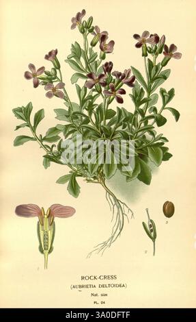 Lieblings-, Blumen-, Garten- und Greenhouse, London und New York, Frederick, Warne, Co, 1896-97, Frankreich, 19. Jahrhundert, Ikonen, Blumenzucht, Chromolithographie, Pflanzen, ornamental, rbgenr, Aubrieta, deltoidea, diese Illustration zeigt Rock-Cress, wissenschaftlich bekannt als Aubrieta deltoidea. Die Pflanze ist mit ihrem üppigen grünen Laub und kleinen, violetten Blüten dargestellt, die ihre charakteristische Blattbildung zeigen. Neben der Hauptpflanze gibt es detaillierte Darstellungen der Blume, Samenkapseln und Samen, die die Fortpflanzungsstrukturen hervorheben und Einblicke in ihre geben Stockfoto