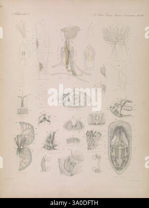 Icones zootomicae, Leipzig, W. Engelmann, 1857, Atlanten, Anatomie, vergleichend, diese komplizierte Illustration zeigt verschiedene anatomische Studien, die detaillierte Strukturen verschiedener Organismen zeigen. Die Komposition ist mit beschrifteten Abschnitten organisiert, die Merkmale wie Gliedmaßen, Organsysteme und Fortpflanzungsstrukturen hervorheben. Jedes Diagramm ist sorgfältig gezeichnet, um spezifische anatomische Elemente hervorzuheben und Einblicke in die Morphologie und Funktionalität der dargestellten Proben zu erhalten. Die Verwendung von Etiketten und Nummerierungen fügt einen lehrreichen Aspekt hinzu und macht es zu einer wertvollen Ressource für diese s Stockfoto