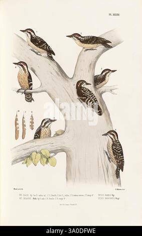 Monographie des picidées, ou Histoire naturelle des picidés, picumninés, yuncinés ou Torcols, Metz, Typ. De J. Verronnais, 1861-62, Vögel, Piziden, Bildwerke, Dendrocopos moluccensis, Dendrocopos nanus, Picus variegatus, Picus nanus, Eine detaillierte Abbildung zeigt eine Gruppe von Spechten, die auf einem großen, strukturierten Baumstamm thront. Die Szene zeigt sechs verschiedene Spechtarten, von denen jede unterschiedliche Gefieder- und Farbmuster aufweist, die ihre einzigartige Identität verstärken. Einige Vögel weisen gefleckte Federn auf, während andere eher stromlinienförmige Muster haben und ihre aktiven Haltungen auf Dyn schließen lassen Stockfoto