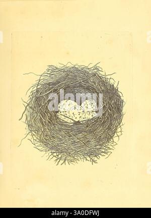 Harmonia ruralis, oder ein Essay zu einer Naturgeschichte der britischen Singvögel, London, gedruckt und verkauft vom Autor 1794-1796, England, Vögel, Eier, Nester, ausgezeichnete, malerische Werke, Ein sorgfältig gefertigtes Nest aus miteinander verwobenen Zweigen und Gras, wiegt eine Gruppe von drei gesprenkelten Eiern. Die komplizierten Details der Nestkonstruktion heben die verwendeten natürlichen Materialien hervor, während die Eier ein zartes Muster aufweisen, das auf ein einzigartiges und schönes Design hindeutet. Der umgebende Raum betont die gemütliche Umarmung des Nestes und vermittelt ein Gefühl von Wärme und Schutz. Stockfoto