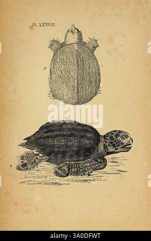 Icones amphibiorum, Hafniae, C. Steen, 1835, Amphibians, Reptilien, Bildwerke, die Illustration zeigt zwei unterschiedliche Darstellungen einer Schildkröte. Der obere Teil zeigt eine Schildkröte, die von oben betrachtet wird, mit ihrer abgerundeten Schale und ihren markanten Markierungen. Der untere Abschnitt zeigt eine Seitenansicht derselben Schildkröte und hebt ihr kompliziertes Schalenmuster und den sich verjüngenden Kopf hervor. Beide Darstellungen betonen die einzigartigen physikalischen Eigenschaften der Schildkröte und dienen als Studie ihrer Anatomie. Die detaillierten Gravuren erfassen die Texturen der Schale und die Merkmale der Schildkröte und bieten Einblick i Stockfoto