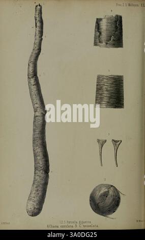 Proceedings of the Zoological Society of London, 1856, London, Academic Press, London, Zeitschriften, Zoologie, London, diese Illustration zeigt eine detaillierte Darstellung verschiedener Meeresorganismen und anatomischer Strukturen. In der Mitte ist ein schlankes, langgezogenes Exemplar dargestellt, wahrscheinlich eine Art Weichtiere. Um diese zentrale Figur herum befinden sich mehrere weitere Studien, die unterschiedliche morphologische Merkmale zeigen. Dazu gehören ein kreisförmiger Querschnitt, der interne Merkmale zeigt, längliche Strukturen, die auf reproduktive oder strukturelle Teile hinweisen, und ein Paar kleinerer Anhängsel, die miteinander verbunden sind Stockfoto