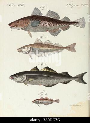 Porte-feuille Instructif et amusant pour la jeunesse, à Vienne, Chez Antoine Pichler, 1807, Naturgeschichte, juvenile Works, Woods Hole, diese Illustration zeigt eine Reihe von Fischen, die jeweils mit einer Zahl gekennzeichnet sind, die ihre besonderen Eigenschaften und Formen veranschaulichen. Die Fische sind vertikal angeordnet: - Die erste Abbildung zeigt einen Fisch mit einem gefleckten Körper und markanten Flossen, was darauf hinweist, dass es sich um eine Art handeln könnte, die für flache Gewässer geeignet ist. - Die zweite Abbildung zeigt einen stromlinienförmigen Fisch, der durch eine hellere Färbung und eine lange Form gekennzeichnet ist, was auf einen pelagischen Lebensstil hindeutet. - Die dritte Abb. Stockfoto