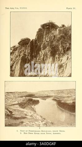 The Auk, Washington, D.. C, American Ornithologists' Union, 1884, Vögel, Zeitschriften, der obere Abschnitt zeigt eine zerklüftete Landschaft mit komplexen Felsformationen, die von steilen Klippen und verstreuter Vegetation auf dem Gipfel gekennzeichnet sind. Die natürlichen Strukturen heben die geologischen Merkmale des Gebiets hervor. Der untere Abschnitt zeigt eine ruhige Flusslandschaft, in der der Red Deer River anmutig durch ein weites Tal fließt. Das umliegende Gelände zeigt eine Mischung aus sanften Hügeln und flachen Ebenen, die die ruhige Schönheit der Landschaft unterstreichen. Der sanft gewundene Fluss reflektiert die Konturen o Stockfoto
