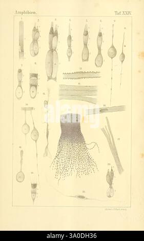 Die, Klassen, und, Ordnungen, des, Thier-Reichs, Leipzig, C.. F, Winter, 1859-1901, Woodshole, diese Illustration zeigt eine detaillierte Untersuchung verschiedener Formen, die mit Amphibien assoziiert sind, und zeigt eine Reihe anatomischer Strukturen. Die nummerierten Einträge zeigen verschiedene Arten von Gameten, Larven und morphologischen Merkmalen, die für die Amphibienbiologie von Bedeutung sind. Zu den wichtigsten Höhepunkten zählen verschiedene Formen und Größen von Zellen, einschließlich Spermien und Eizellen, sowie Entwicklungsstadien wie Kaulquetschen. Durch die Einbeziehung von detaillierten Linien und Schattierungen erhalten Sie einen Einblick in die komplizierten Konstruktionen und Funktionen der einzelnen s Stockfoto