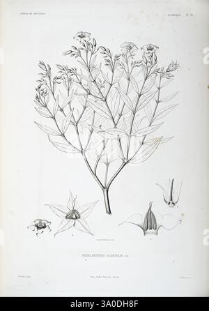 Tentamen florae Abyssinicae, Parisiis, Arthus Bertrand, 1847-1851, Eine botanische Illustration zeigt die Pflanzenart *Stillingia oleifolia*. Das zentrale Merkmal ist eine detaillierte Darstellung der blühenden Pflanze mit schlanken, langgestreckten Blättern und mehreren Blütengruppen. Um die Hauptpflanze herum befinden sich kleinere Abbildungen der Bestandteile der Blume, einschließlich ihrer sternförmigen Blüten und Samenkapseln, die die Feinheiten ihrer Fortpflanzungsstrukturen hervorheben. Die eleganten Linien und die sorgfältige Schattierung unterstreichen die botanischen Eigenschaften und bieten eine umfassende Ansicht für Identifikation und s Stockfoto
