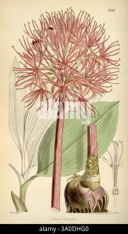 Curtis's Botanical Magazine London New York Botanical Illustration Botanical Periodicals Pictorial Works Plants Ornamental Curtis Women in Science Harriet Thiselton-Dyer Harriet Thiselton-Dyer Harriet Anne Hooker Thiselton-Dyer Haemanthus mannii Scadoxus Multiflorus, die Illustration zeigt ein auffälliges botanisches Exemplar mit einer komplizierten Anordnung von langen roten und rosa floralen Strukturen auf einem schlanken Stamm. Um den Hauptblumenkopf herum sind üppige, breite grüne Blätter mit markanten Adern. Die detaillierte Darstellung hebt die einzigartige Morphologie der Blüte hervor, darunter auch Stockfoto