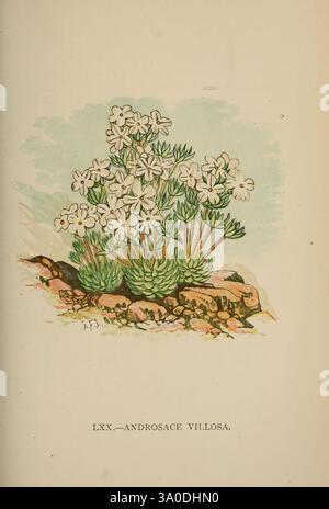 Die Flora der Alpen, London, J. C. Nimmo, 1896-1900, Alps, Blumen, Bergpflanzen, Pflanzen, Schweiz, Eine lebendige Illustration von Androsace villosa, mit Haufen zarter weißer Blumen auf üppig grünem Laub. Die Pflanze wird vor einem weichen, pastellfarbenen Hintergrund dargestellt, der an einen natürlichen Lebensraum erinnert. Die Basis ist mit felsigen Elementen verziert, was auf ihr Wachstum in bergigem oder felsigem Gelände hindeutet. Diese botanische Studie hebt die komplizierten Details der Blumen und Blätter hervor und fängt das Wesen dieser bezaubernden alpinen Art ein. Stockfoto