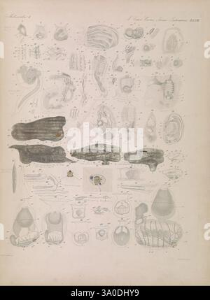 Icones zootomicae, Leipzig, W. Engelmann, 1857, Atlanten, Anatomie, vergleichend, eine komplizierte wissenschaftliche Illustration, die eine Vielzahl von Meeresorganismen zeigt und deren anatomische Strukturen und Klassifizierungen hervorhebt. Die Zusammensetzung ist in nummerierte Abschnitte unterteilt, die jeweils mit detaillierten Etiketten versehen sind. Hervorzuheben unter den Abbildungen sind mehrere langgezogene Formen, die an Weichtiere oder andere Meereslebewesen erinnern, sowie verschiedene Querschnitte, die innere Merkmale offenbaren. Das akribische Rendering zeigt die Vielfalt der Formen und Formen und unterstreicht die Komplexität der Anatomie dieser Organismen. Stockfoto
