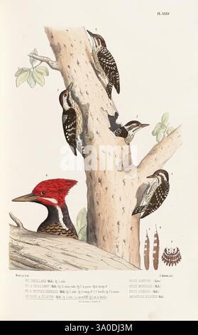 Monographie des picidées, ou Histoire naturelle des picidés, picumninés, yuncinés ou Torcols, Metz, Typ. De J. Verronnais, 1861-62 Birds, Picidae, Bildwerke, Dendrocopos canicapillus, Picus otarius, Picus auritus, Picus meniscus, Maga picus sclateri, Eine detaillierte Abbildung mit mehreren Spechtarten, die jeweils auf einem Baumstamm dargestellt sind. Die Komposition enthält einen markanten Rotspecht im Vordergrund, der sein markantes Gefieder zeigt. Um sie herum befinden sich drei weitere Spechte, die jeweils unterschiedliche Markierungen und Farben aufweisen. Der Hintergrund ist ein Baumzweig, der mit geschmückt ist Stockfoto