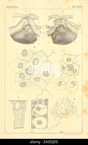 Die Klassen und Ordnungen des Thier-Reichs, Leipzig, C.F. Winter, 1859-1901, Woodshole, die Abbildung zeigt eine detaillierte Untersuchung verschiedener anatomischer Merkmale im Zusammenhang mit Amphibien und zeigt mehrere beschriftete Diagramme. Oben zeigen zwei Ansichten die inneren Strukturen eines Amphibien, wobei verschiedene Organe mit numerischen Beschriftungen zur besseren Klarheit hervorgehoben werden. Unten zeigt der mittlere Abschnitt eine Reihe von zellulären Strukturen, die komplexe zelluläre Arrangements und Komponenten, einschließlich Kerne und zytoplasmatische Elemente, in verschiedenen Mustern dargestellt. Im unteren Segment werden zusätzliche Elemente angezeigt Stockfoto