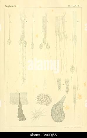 Die Klassen und Ordnungen des Thier-Reichs, Leipzig, C.F. Winter, 1859-1901, Woodshole, die Abbildung zeigt eine detaillierte Untersuchung verschiedener anatomischer Strukturen, die mit Amphibien assoziiert sind. Es enthält eine Reihe von beschrifteten Zahlen, die von 1 bis 12 nummeriert sind. Jede Figur zeigt verschiedene Komponenten der Amphibienbiologie, möglicherweise einschließlich Aspekte ihres Fortpflanzungssystems, Hautstrukturen oder Sinnesorgane. Die Anordnung ermöglicht einen einfachen Vergleich und eine einfache Untersuchung, wodurch die Vielfalt und Komplexität der anatomischen Merkmale hervorgehoben wird. Hervorzuheben ist dabei die Darstellung des Reprodukts Stockfoto
