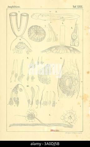 Die Klassen und Ordnungen des Thier-Reichs, Leipzig, C.F. Winter, 1859-1901, Woodshole, die Abbildung zeigt eine detaillierte anatomische Untersuchung der Amphibienentwicklung mit Schwerpunkt auf verschiedenen Stadien und Strukturen. Es enthält gekennzeichnete Abbildungen, die Schlüsselelemente wie Embryonalstadien, Entwicklungsstadien von Eiern und Zellstrukturen hervorheben. Zu den bemerkenswerten Merkmalen gehören verschiedene Formen von Zellanordnungen und Wachstumsmustern, die die Komplexität der Amphibienmorphologie verdeutlichen. Jeder beschriftete Abschnitt bietet einen Einblick in die Prozesse des Wachstums und der Differenzierung von Amphibien und veranschaulicht das Inter Stockfoto