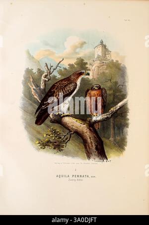 Die Raubvögel Deutschlands und des angrenzenden Mitteleuropas, Cassel [Germany], Verlag von Theodor Fischer, 1876, Germany, Greifvögel, Falknerei, Osteuropa, Hieraaetus pennatus, Booted Eagle, Eine majestätische Ausstellung von zwei Adlern, die anmutig auf einem Zweig thronen und ihre markanten Eigenschaften und natürliche Schönheit zeigen. Der erste Adler mit seiner beeindruckenden Flügelspannweite und seinem detaillierten Gefieder steht auf der linken Seite deutlich sichtbar und strahlt ein Gefühl von Stärke und Wachsamkeit aus. Der zweite Adler, etwas kleiner und rechts positioniert, ergänzt die Szene mit seiner reichen Farbgebung und dem ebenso majestätischen Postu Stockfoto
