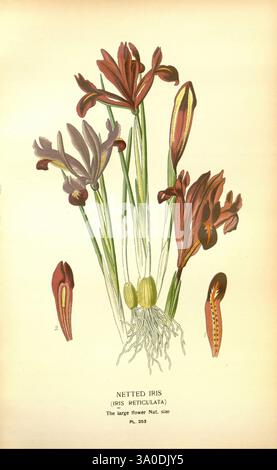 Lieblings-, Blumen-, Garten- und Greenhouse, London und New York, Frederick, Warne, &, Co, 1896-97, Frankreich, 19. Jahrhundert, Ikonen, Blumenzucht, Chromolithographie, Pflanzen, Zierpflanzen, Eine detaillierte Illustration, die die Netziris (Iris reticulata) zeigt, mit elegant geformten Blüten in einer harmonischen Mischung aus tiefem Violett und sattem Kastanienbraun. Die Blumen sind mit zarten Feinheiten dargestellt, die ihre einzigartigen Blütenblätter enthüllen. Unterhalb der Blüten zeigen detaillierte Abschnitte die Fortpflanzungsstrukturen der Pflanze, einschließlich des Ovars und der Antheren, und geben einen Einblick in ihre Biologie. Dies Stockfoto