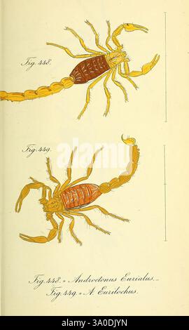 Die Arachniden, Nürnberg, in der C. H. Zeh'schen Buchhandlung, 1831-1848, Arachnida, die Abbildung zeigt zwei unterschiedliche Arten von Skorpionen, gekennzeichnet als Fig. 338 und Abb. 349. Jeder Skorpion wird mit detaillierter anatomischer Genauigkeit dargestellt, die die einzigartigen Merkmale seiner Körper zeigt. Der erste Skorpion zeigt eine lebhafte Kombination aus rötlichen und gelblichen Tönen, die seine robuste Zange und den segmentierten Schwanz betonen. Der zweite Skorpion, der unten abgebildet ist, zeigt eine kontrastreiche Farbpalette, die seine schlanke Form und sein definiertes Exoskelett hervorhebt. Beide Proben werden mit kompliziertem lin gerendert Stockfoto
