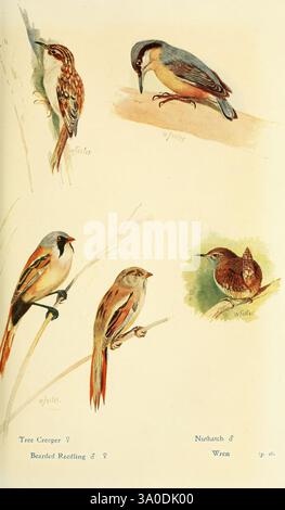Britische Vögel in ihren Haunts London, Dutton [1922]. Großbritannien, Birds, Panurus biarmicus, Sitta europaea, Wood Nuthatch, Certhia familiaris, Troglodytes troglodytes, Eurasian Nuthatch, Eurasian Treecreeper, Bärtiger Papageienvogel, die Illustration zeigt eine Sammlung von Vögeln, die jeweils in einem detaillierten und lebendigen Stil dargestellt werden. Oben links befindet sich ein Baumkriecher auf einem Ast, der sich durch seine schlanke Form und dezente Färbung auszeichnet. Daneben befindet sich eine Nuthatch mit einem scharfen, markanten Schnabel, der oft an Baumstämmen befestigt ist. Unten links steht ein bärtiger Reedling, der für seine Str. bekannt ist Stockfoto
